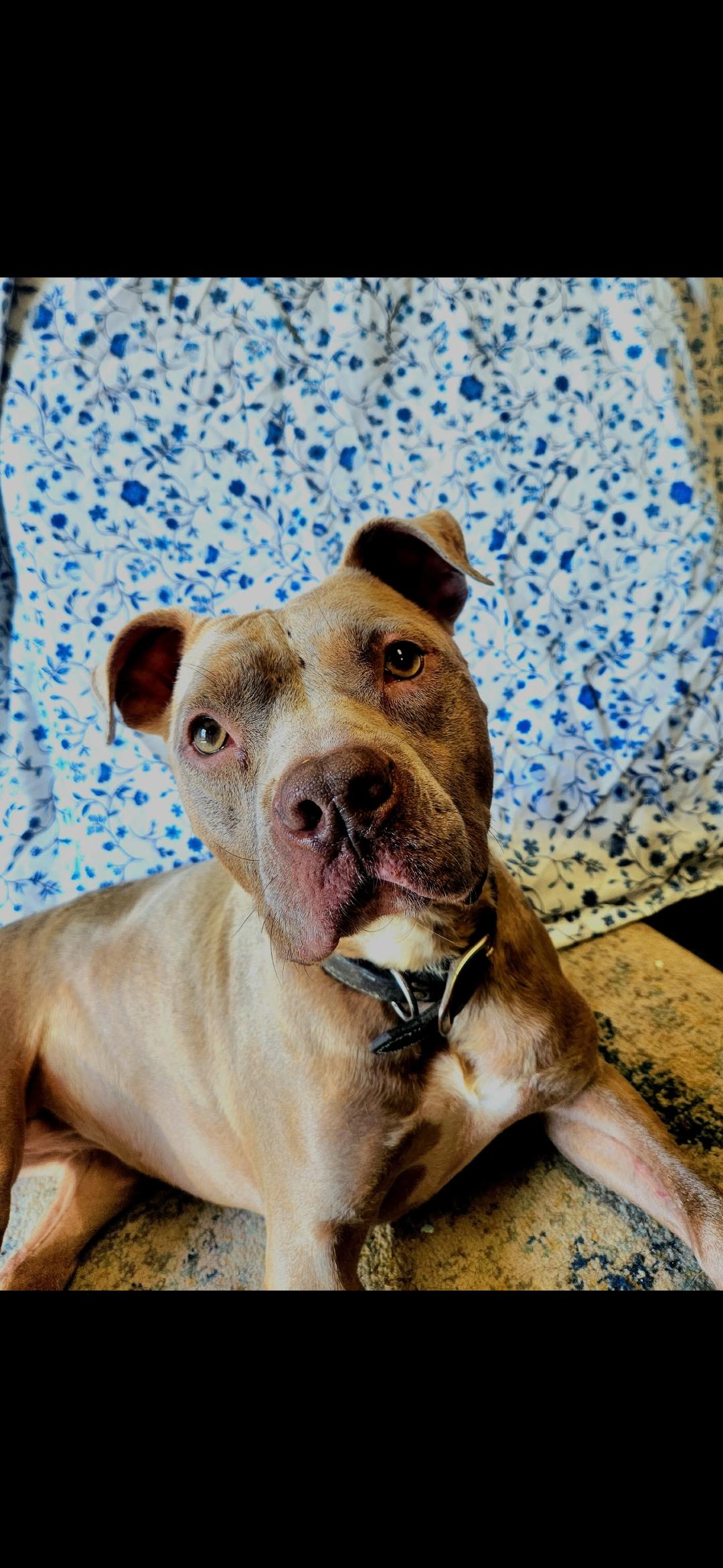 Enlarge Josie, a Adopted Pit Bull Terrier in Berea, KY image 2/3