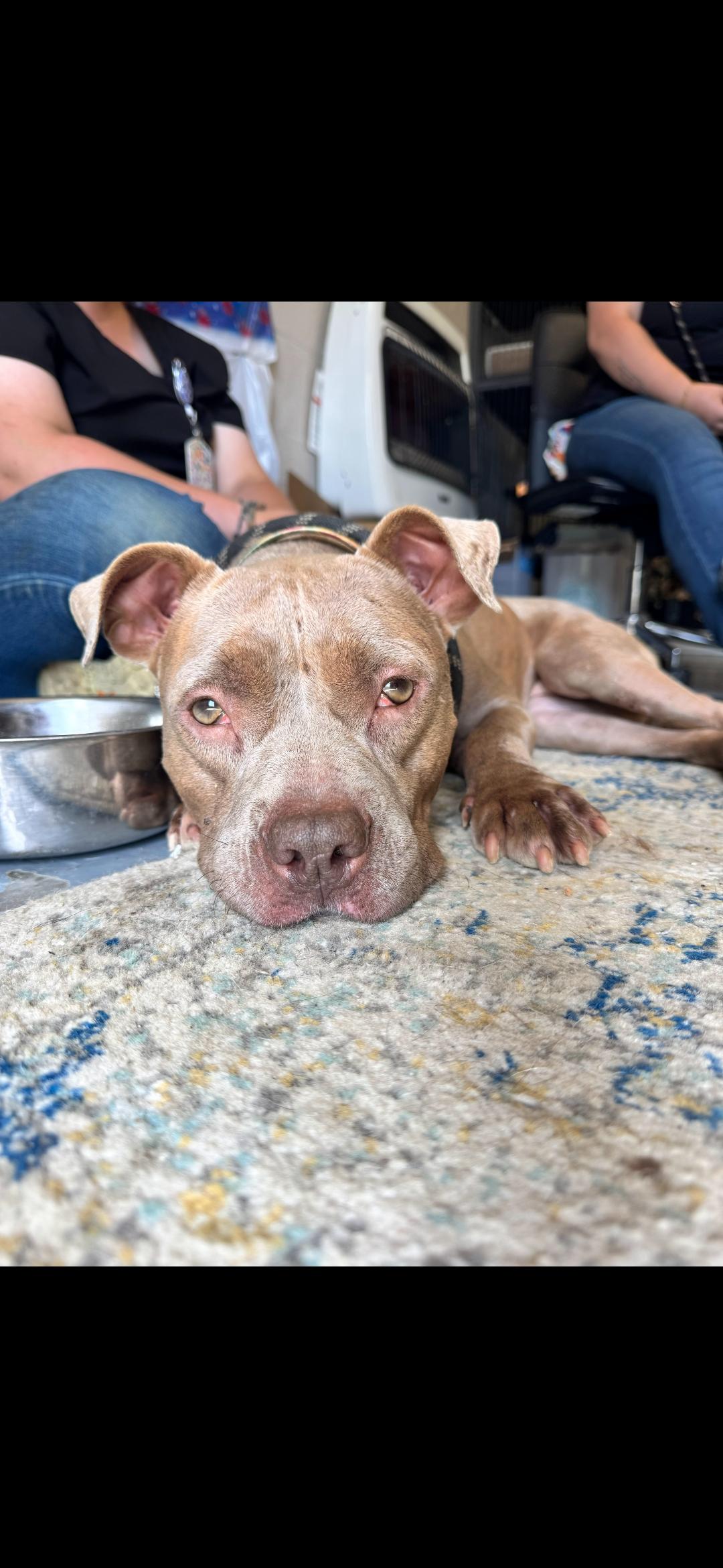 Enlarge Josie, a Adopted Pit Bull Terrier in Berea, KY image 1/3