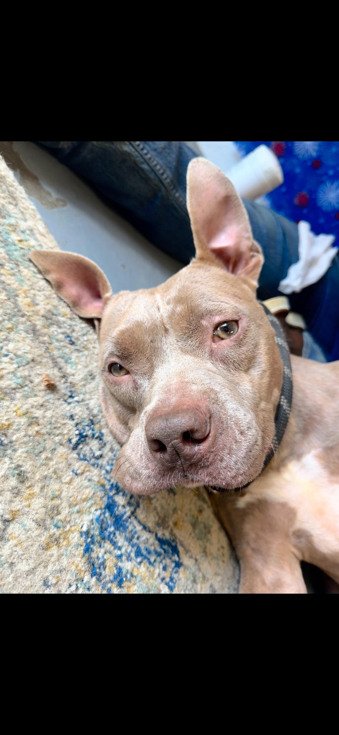 Enlarge Josie, a Adopted Pit Bull Terrier in Berea, KY image 3/3
