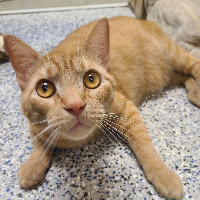 Enlarge Patrick, an adopted Tabby in Carneys Point, NJ image 2/2