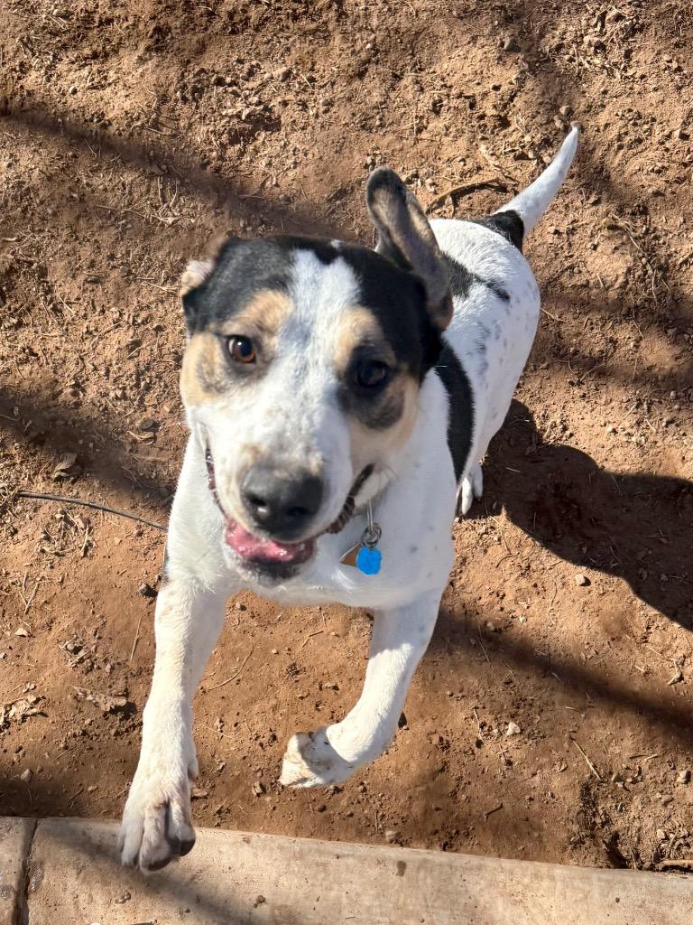 Enlarge Korra, a ADOPTABLE mixed breed in Saint George, UT image 1/1