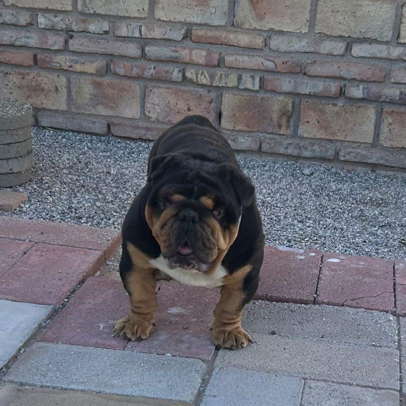 Chunk Norris A.K.A Chunky