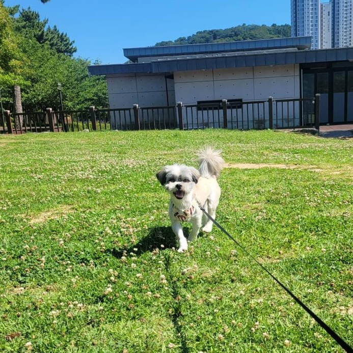 Enlarge BENTLEY', a Adoptable mixed breed in Springfield, VA image 3/4