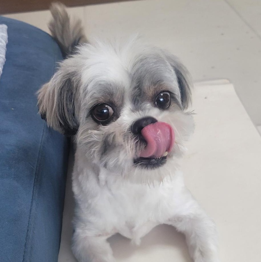 BENTLEY', Adoptable, Adult Male Shih Tzu & Maltese.
