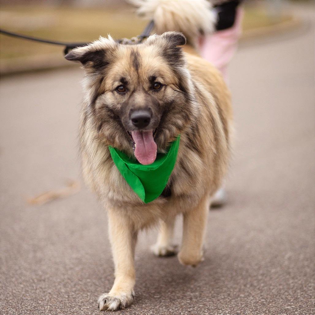 Daisy, Adoptable, Adult Female Keeshond.