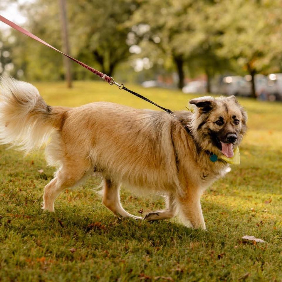Daisy, Adoptable, Adult Female Golden Retriever & German Shepherd Dog.