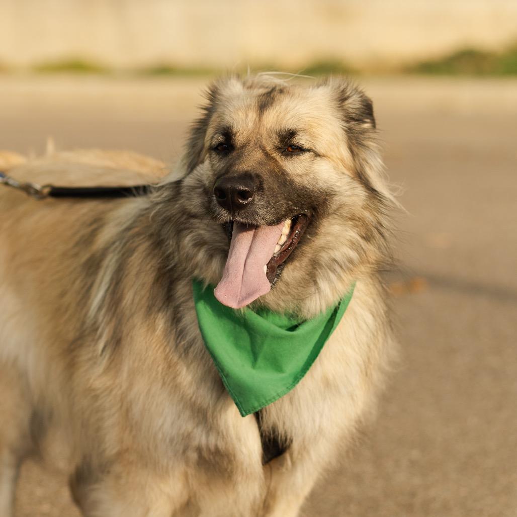 Daisy, a Adoptable mixed breed in Evansville, IN image 2/6