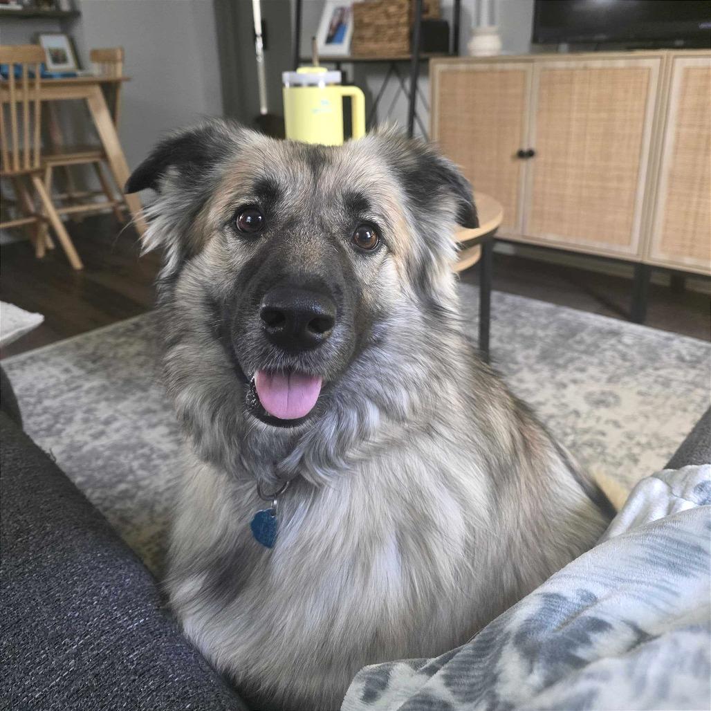 Enlarge Daisy, a Adoptable mixed breed in Evansville, IN image 4/6