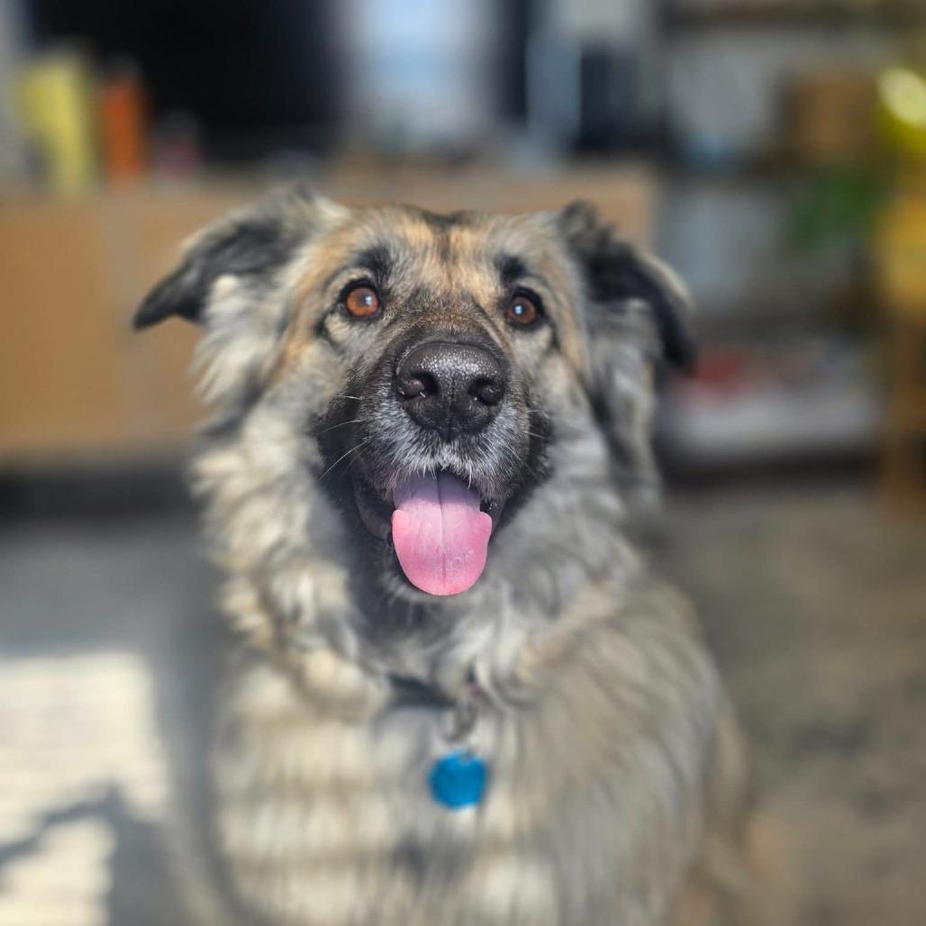 Daisy, a Adoptable mixed breed in Evansville, IN image 5/6