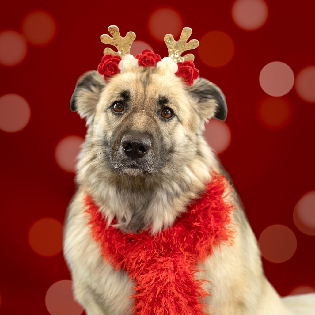 Daisy, a Adoptable mixed breed in Evansville, IN image 6/6