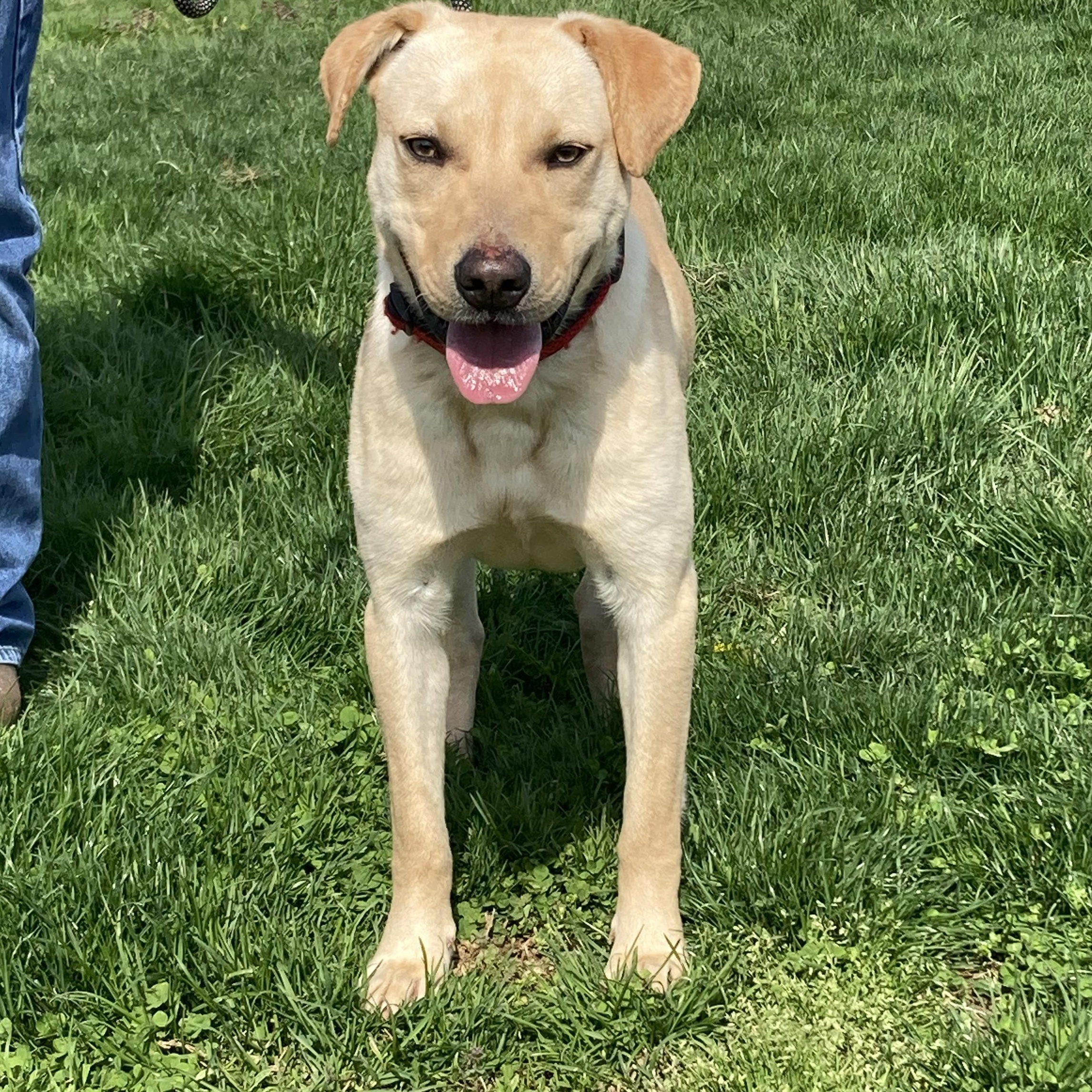 Luc, Adoptable, Young Male Labrador Retriever & Australian Cattle Dog / Blue Heeler.
