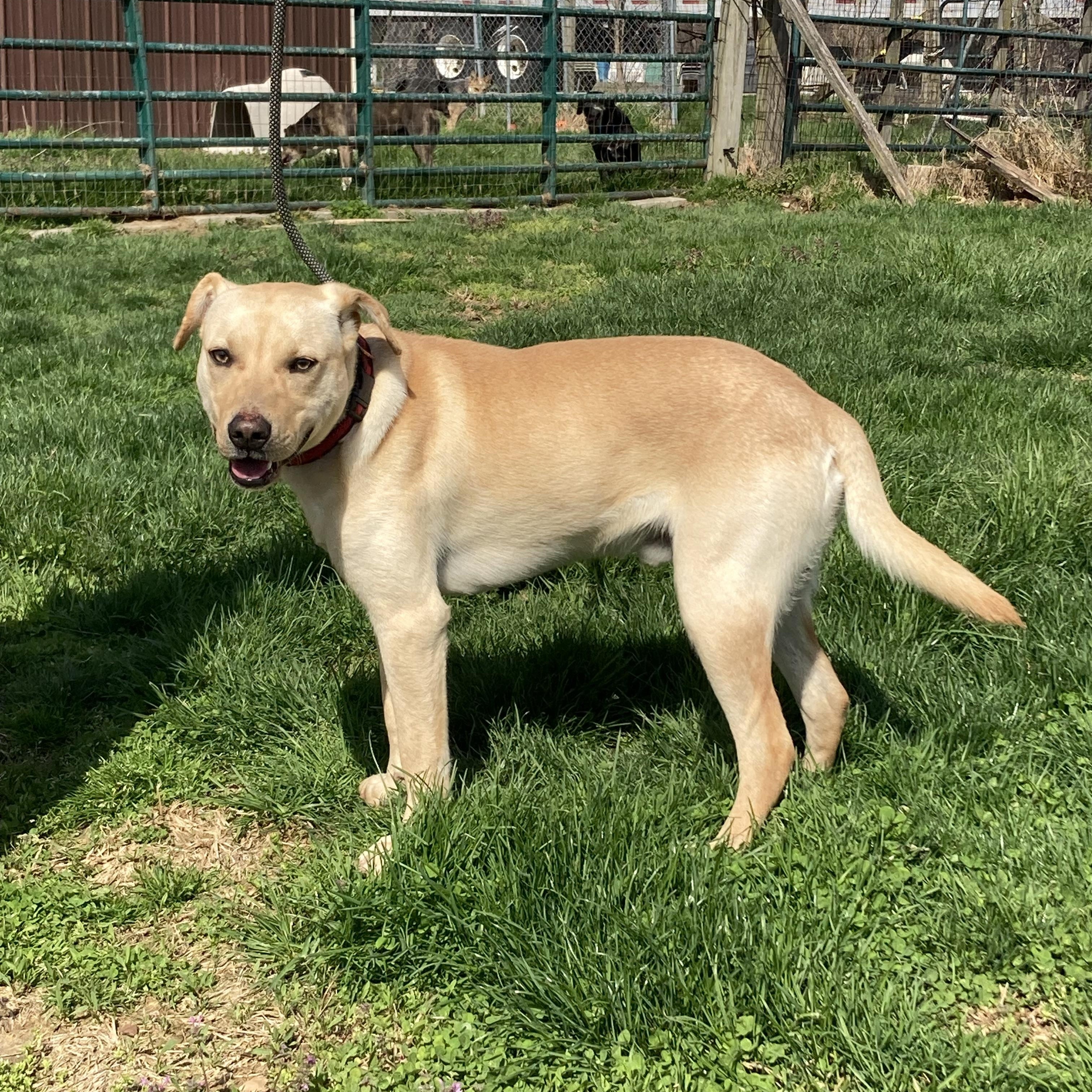 Luc, a Adoptable mixed breed in Vallonia, IN image 2/4