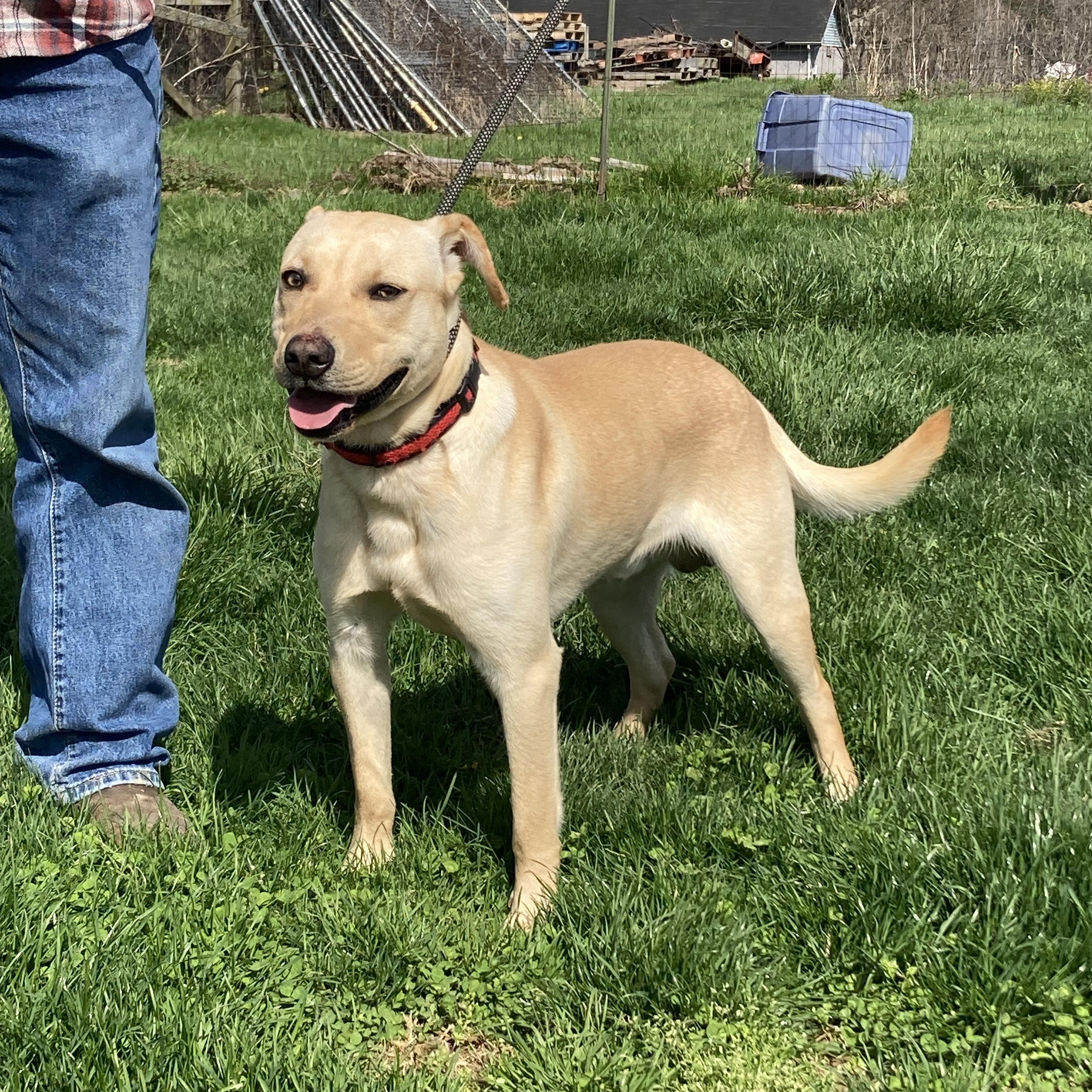 Luc, a Adoptable mixed breed in Vallonia, IN image 3/4