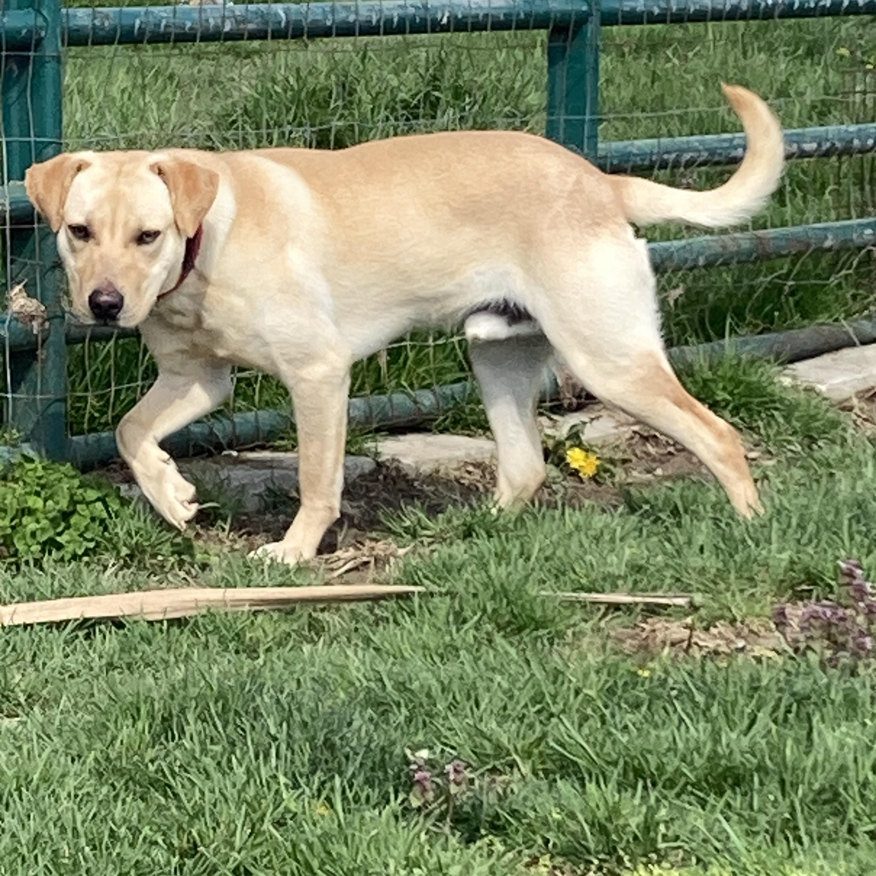 Luc, a Adoptable mixed breed in Vallonia, IN image 4/4