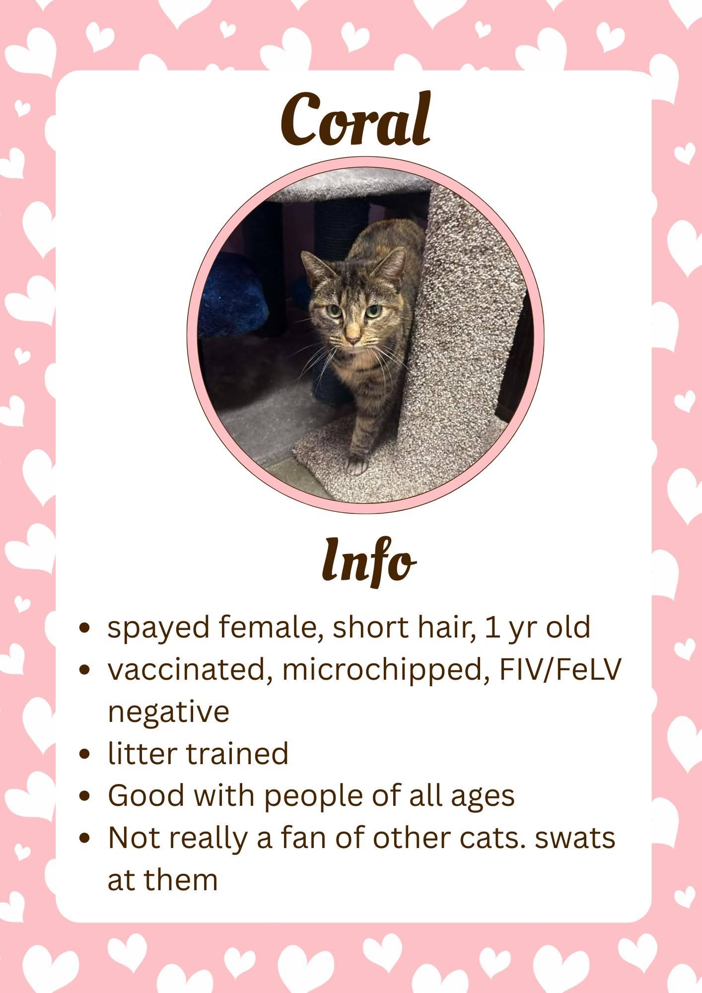 Coral, ADOPTABLE, Adult Female Domestic Short Hair.