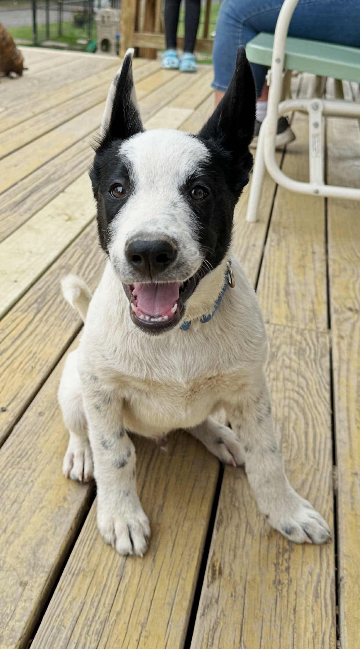 Sawyer, an adoptable Samoyed, Border Collie in Argyle, NY, 12809 | Photo Image 2