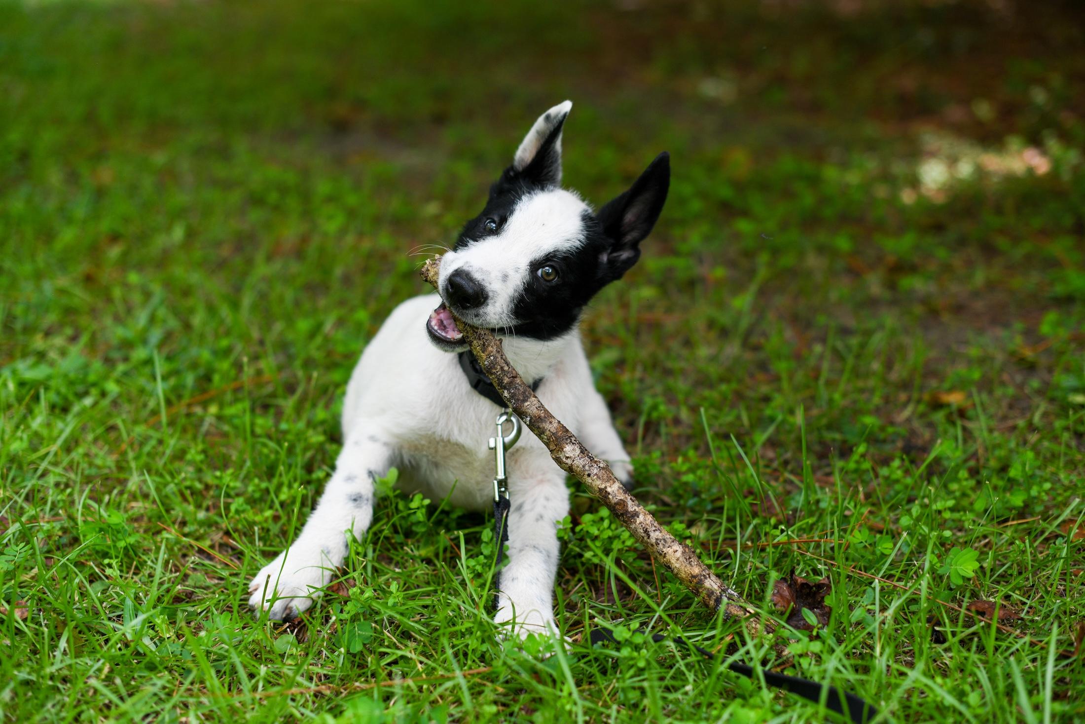 Sawyer (Coming Soon), an adoptable Samoyed, Border Collie in Argyle, NY, 12809 | Photo Image 3