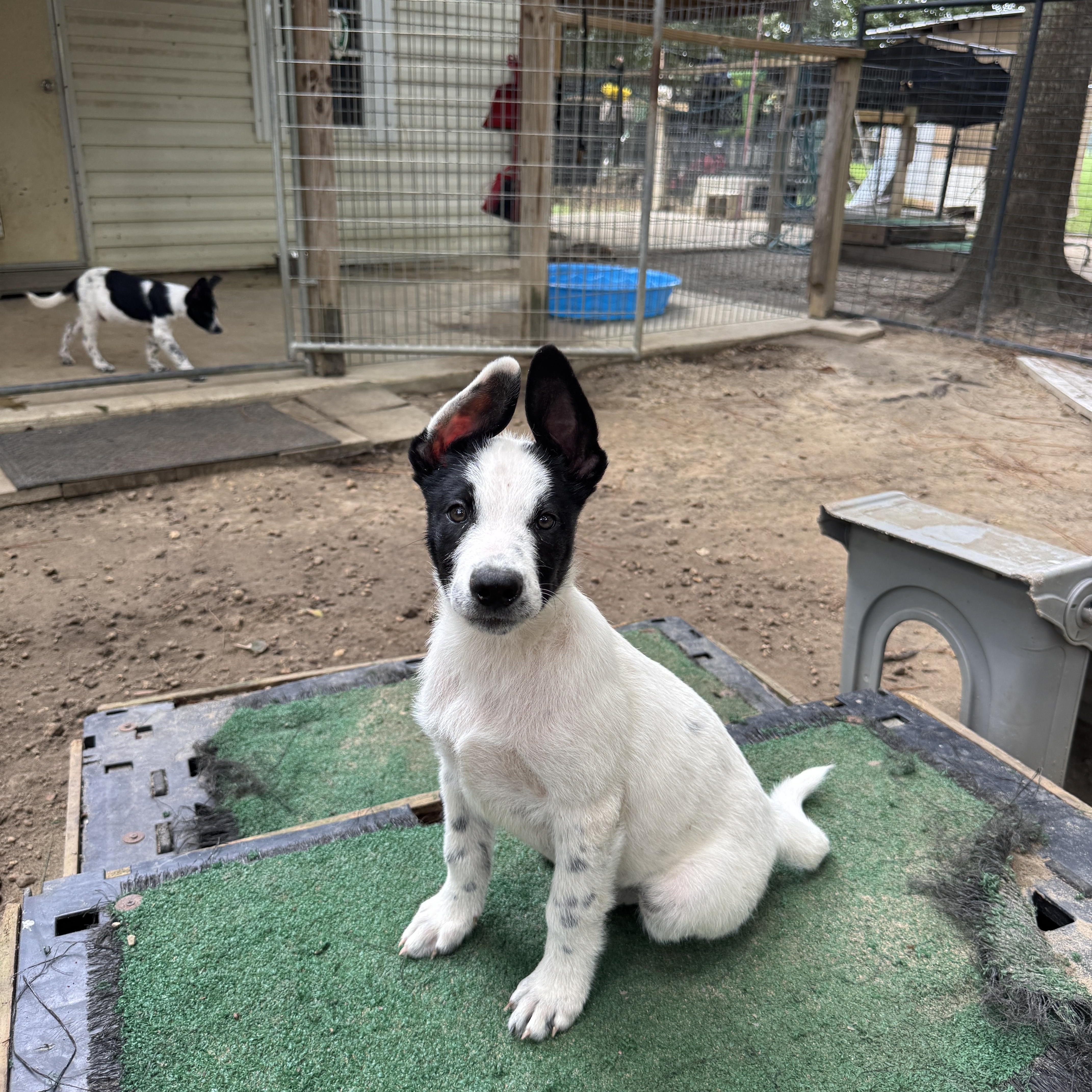 Sawyer (Coming Soon), an adoptable Samoyed, Border Collie in Argyle, NY, 12809 | Photo Image 5