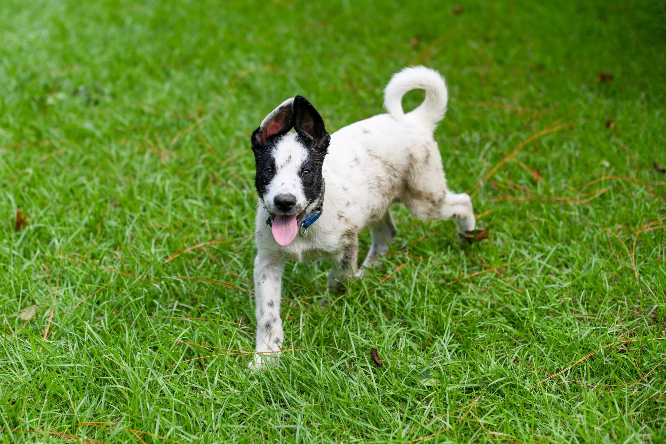 Sawyer (Coming Soon), an adoptable Samoyed, Border Collie in Argyle, NY, 12809 | Photo Image 6