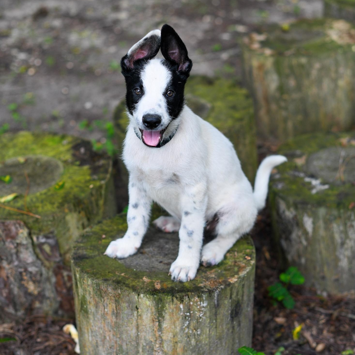 Sawyer (Coming Soon), an adoptable Samoyed, Border Collie in Argyle, NY, 12809 | Photo Image 1