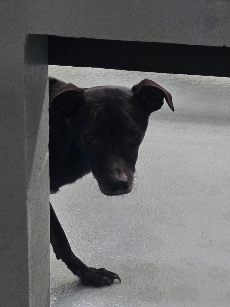 Ralphie, Adoptable, Young Male Mixed Breed.