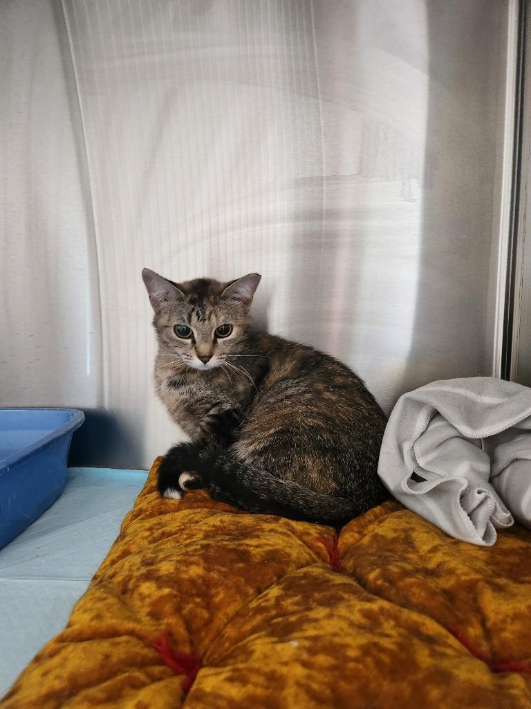 Enlarge Callie, a Adoptable mixed breed in Grand Rapids, MN image 1/1
