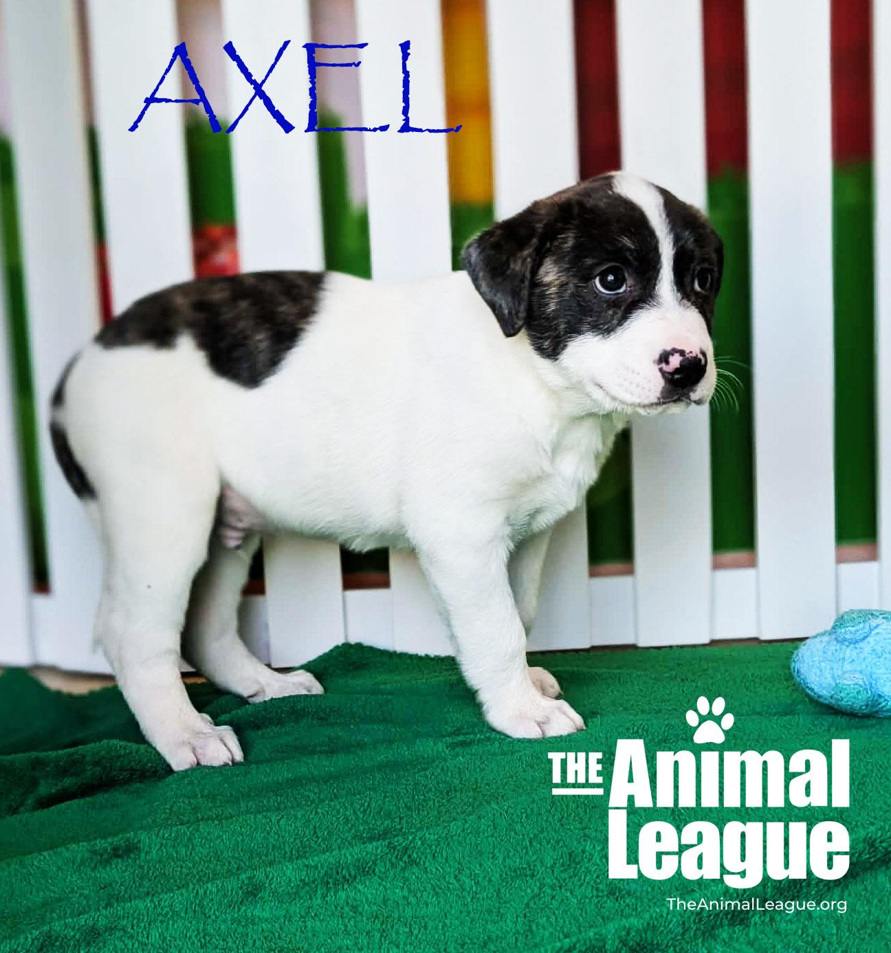 Enlarge Axel, a Adoptable mixed breed in Clermont, FL image 2/3