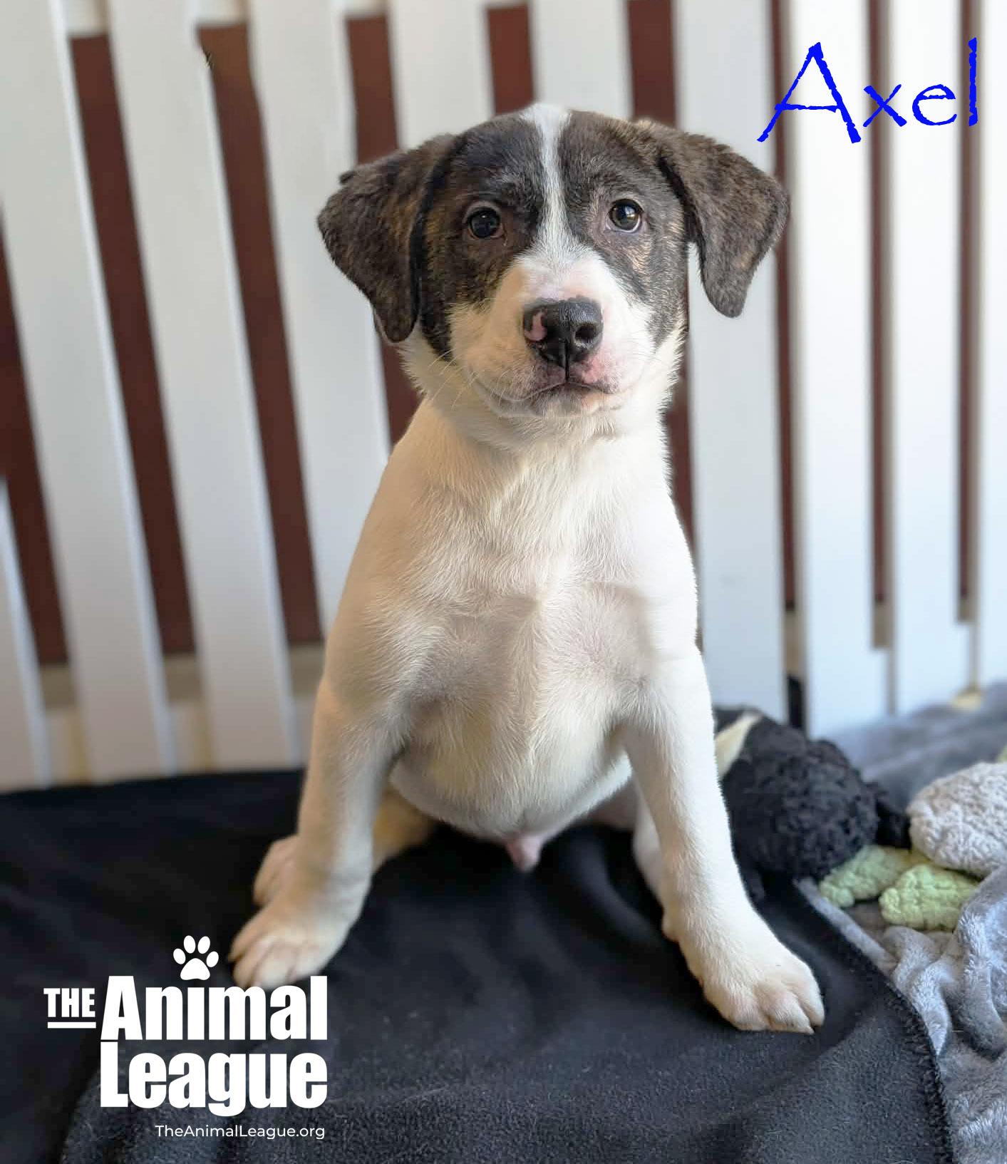 Enlarge Axel, a Adoptable mixed breed in Groveland, FL image 1/4