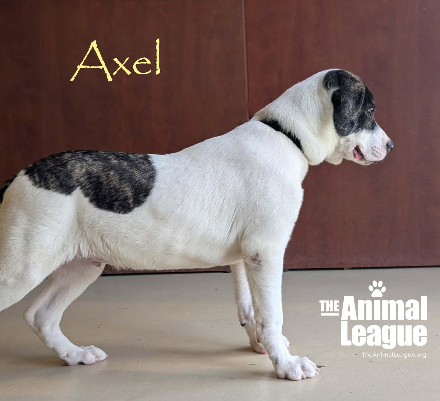 Enlarge Axel, a Adoptable mixed breed in Groveland, FL image 2/6