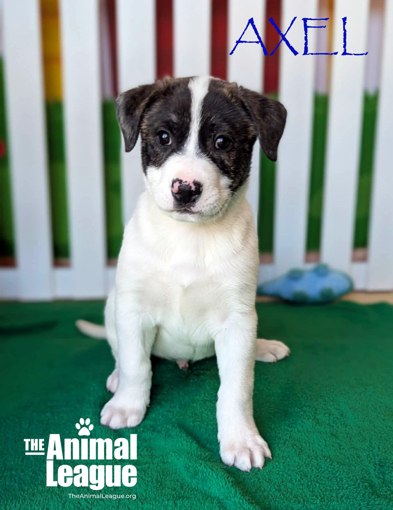 Enlarge Axel, a Adoptable mixed breed in Clermont, FL image 1/3