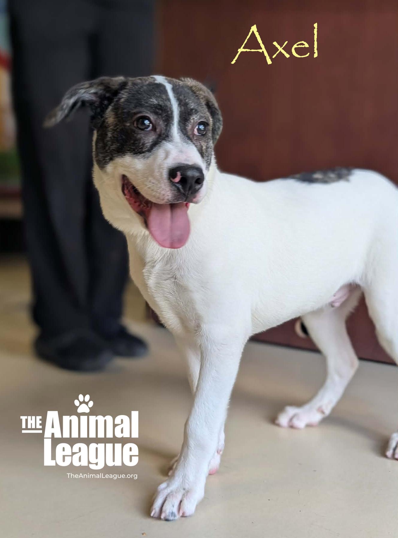 Enlarge Axel, a Adoptable mixed breed in Groveland, FL image 1/6