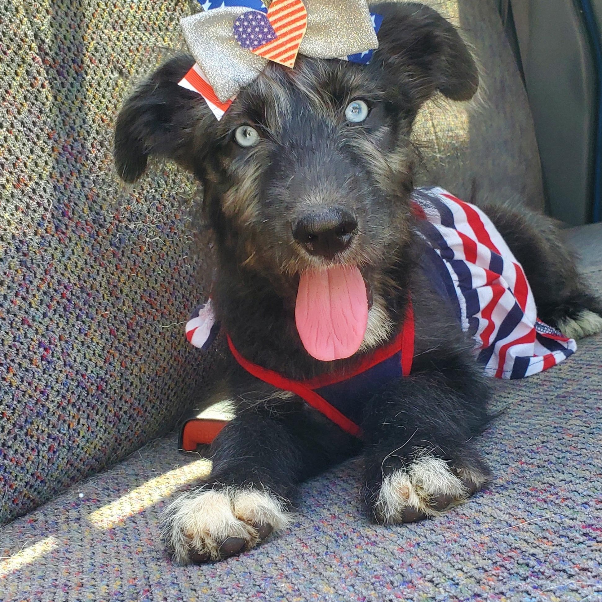 Sienna, Adoptable, Puppy Female Poodle & Mixed Breed.