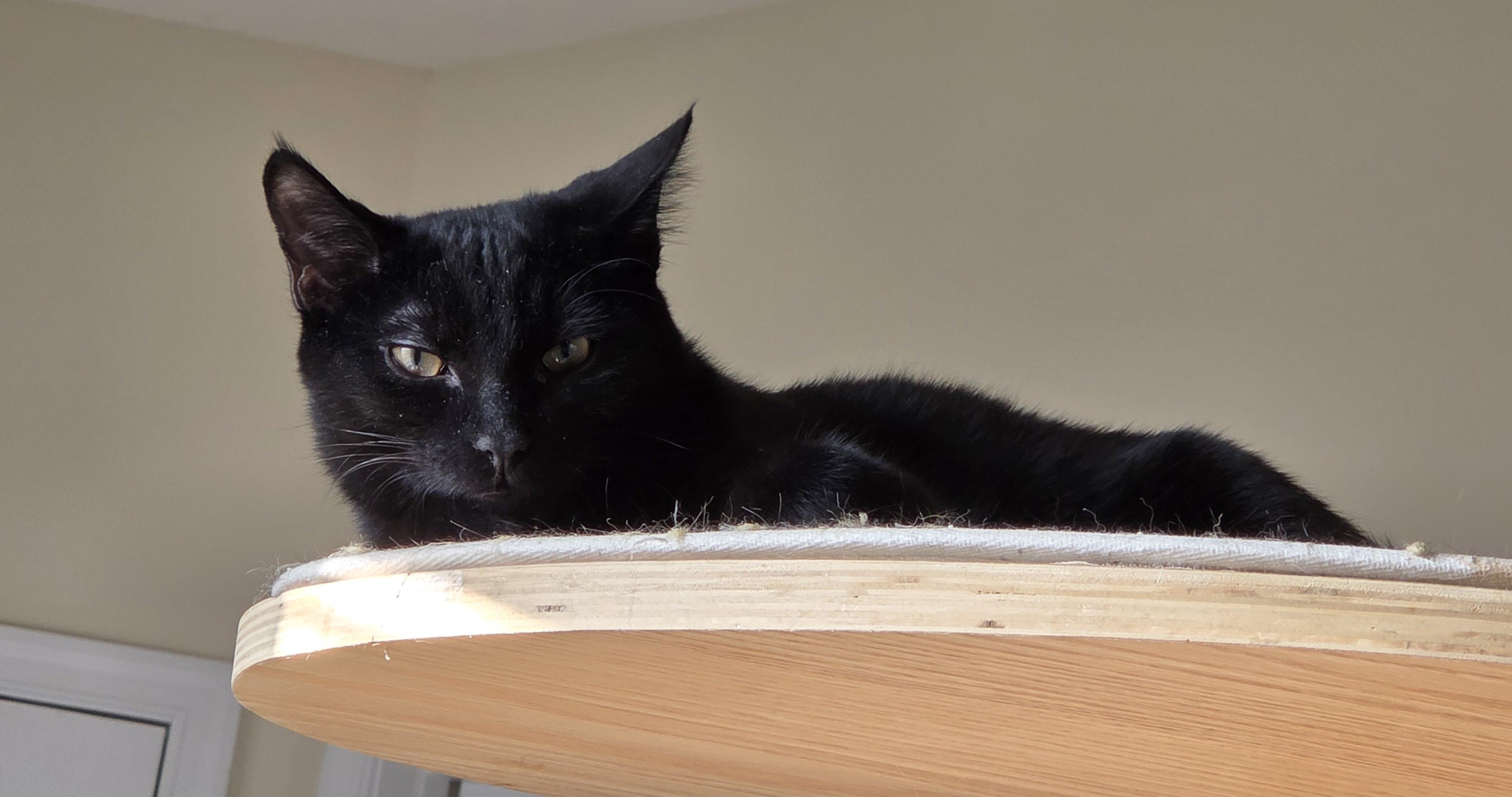 Enlarge Chad, a Adoptable Domestic Short Hair in Washington Grove, MD image 5/6