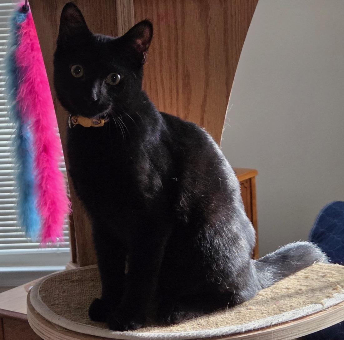 Enlarge Chad, a Adoptable Domestic Short Hair in Washington Grove, MD image 1/5