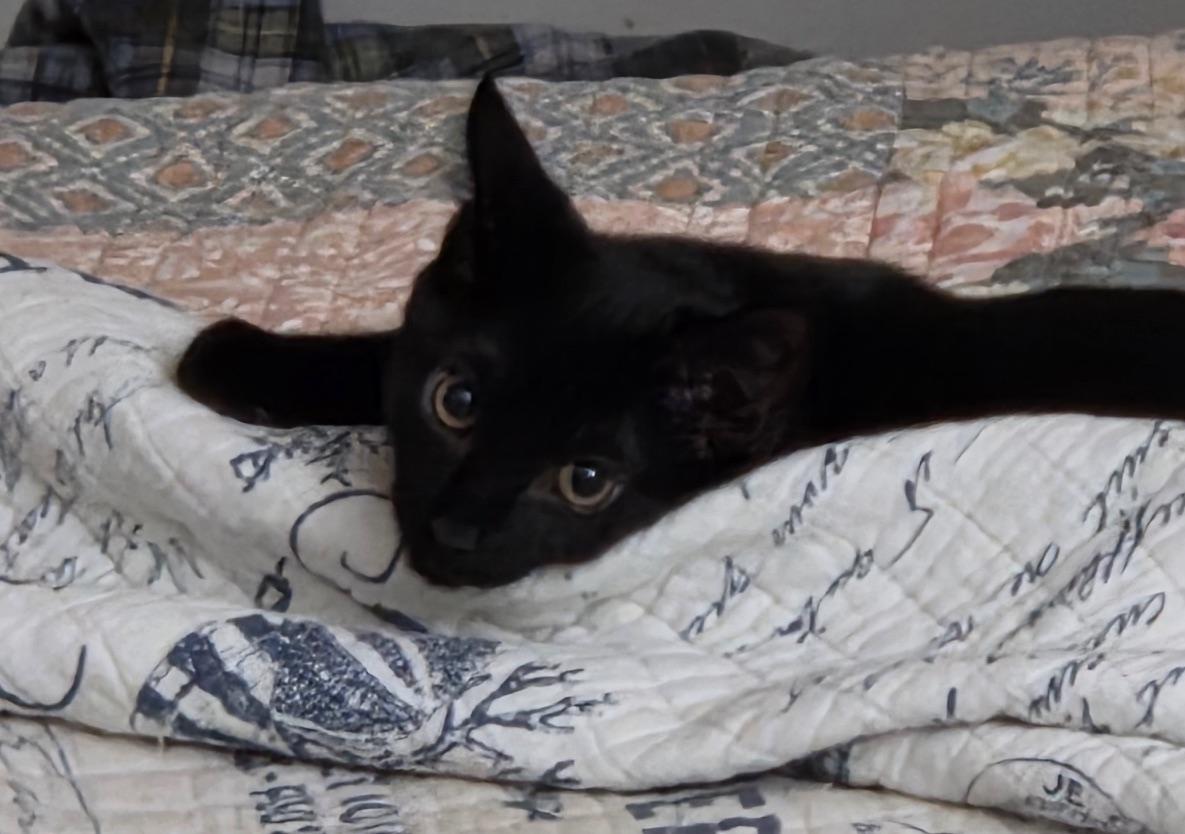 Chad, Adoptable, Kitten Male Domestic Short Hair.