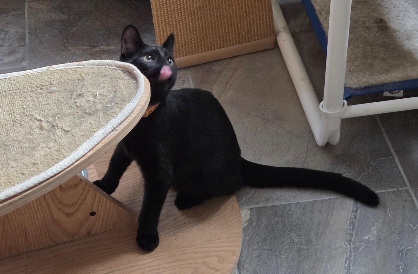 Enlarge Chad, a Adoptable Domestic Short Hair in Washington Grove, MD image 6/6