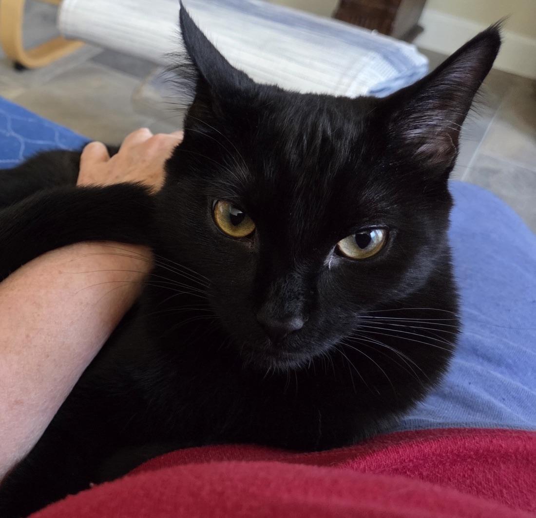 Enlarge Chad, a Adoptable Domestic Short Hair in Washington Grove, MD image 1/6