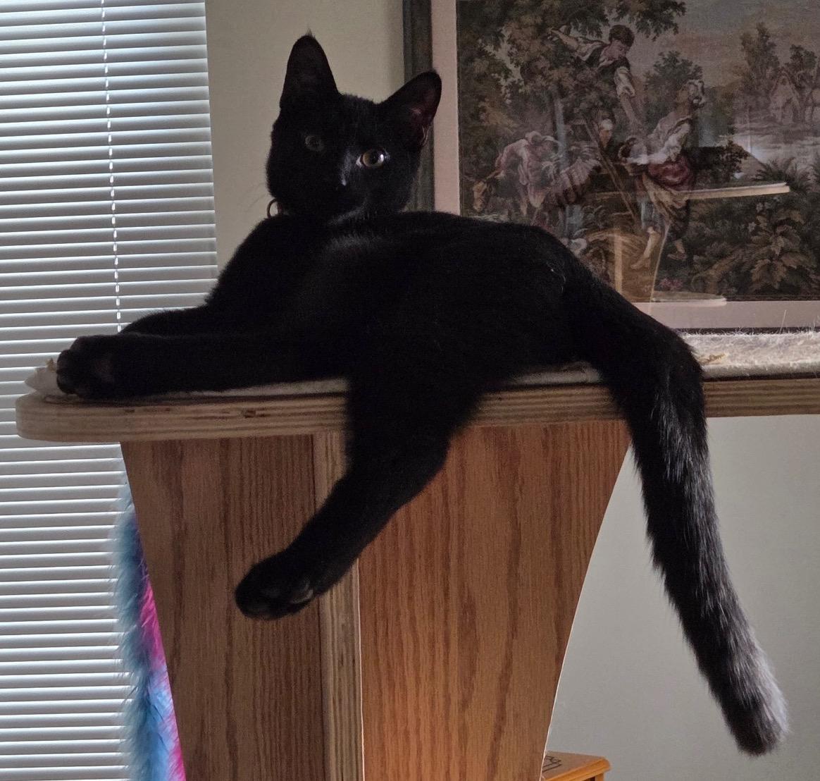 Enlarge Chad, a Adoptable Domestic Short Hair in Washington Grove, MD image 5/5