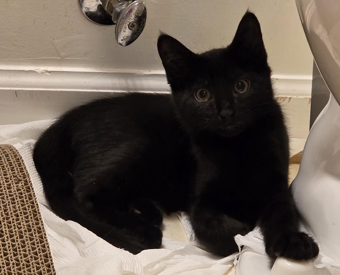 Enlarge Chad, a Adoptable Domestic Short Hair in Washington Grove, MD image 4/5