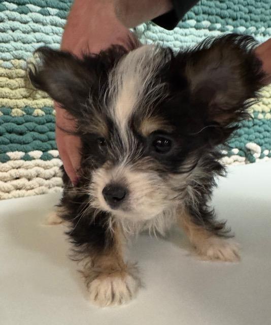 Enlarge Buttercup, a ADOPTABLE mixed breed in Cushing, OK image 4/4