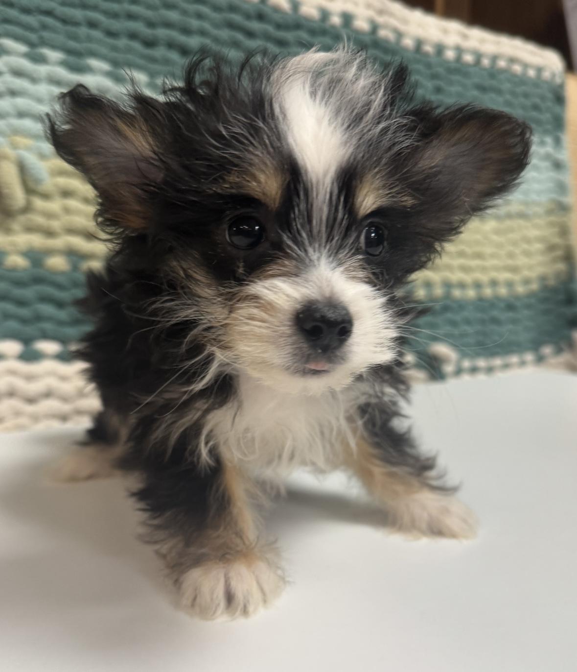 Enlarge Buttercup, a ADOPTABLE mixed breed in Cushing, OK image 2/4