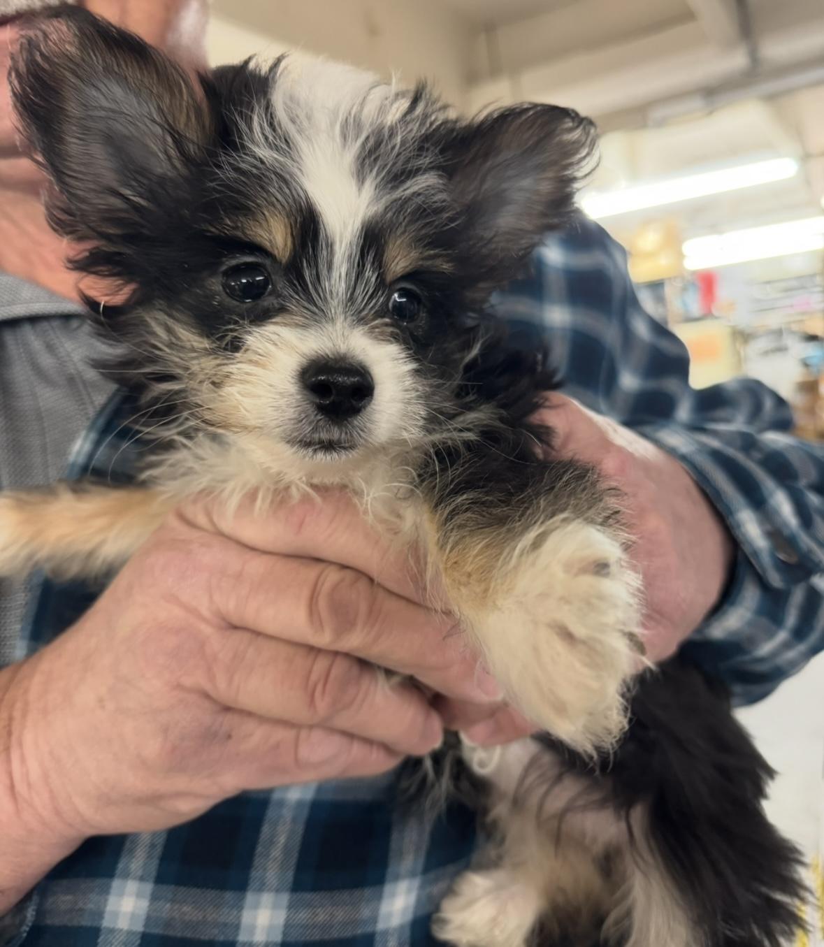 Enlarge Buttercup, a ADOPTABLE mixed breed in Cushing, OK image 1/4