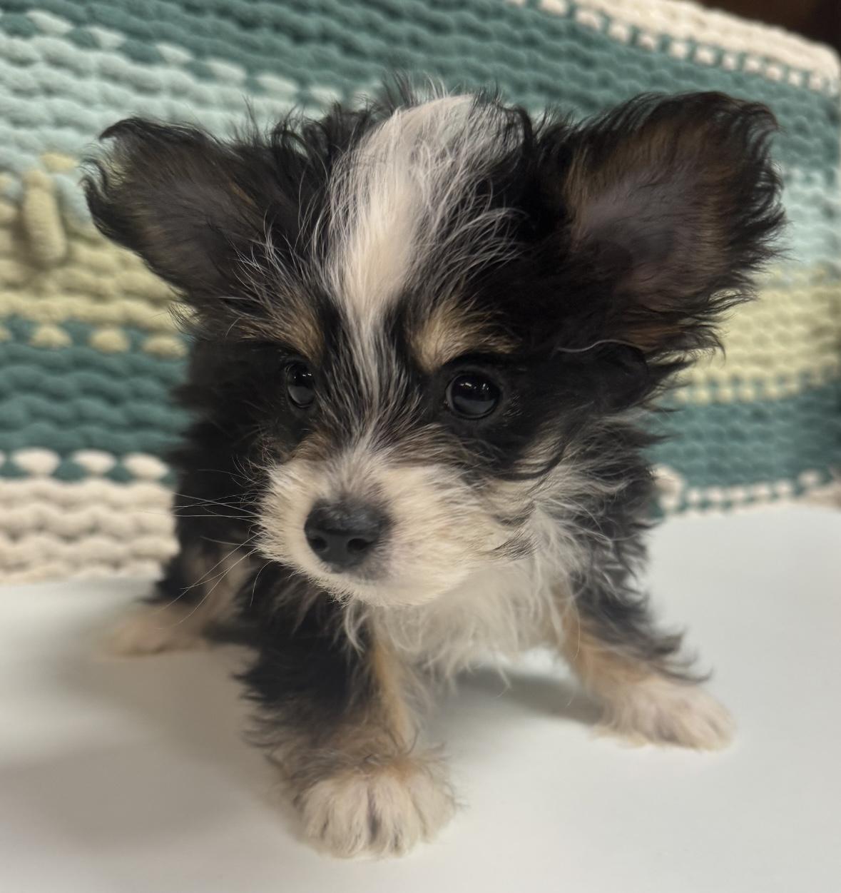 Enlarge Buttercup, a ADOPTABLE mixed breed in Cushing, OK image 3/4