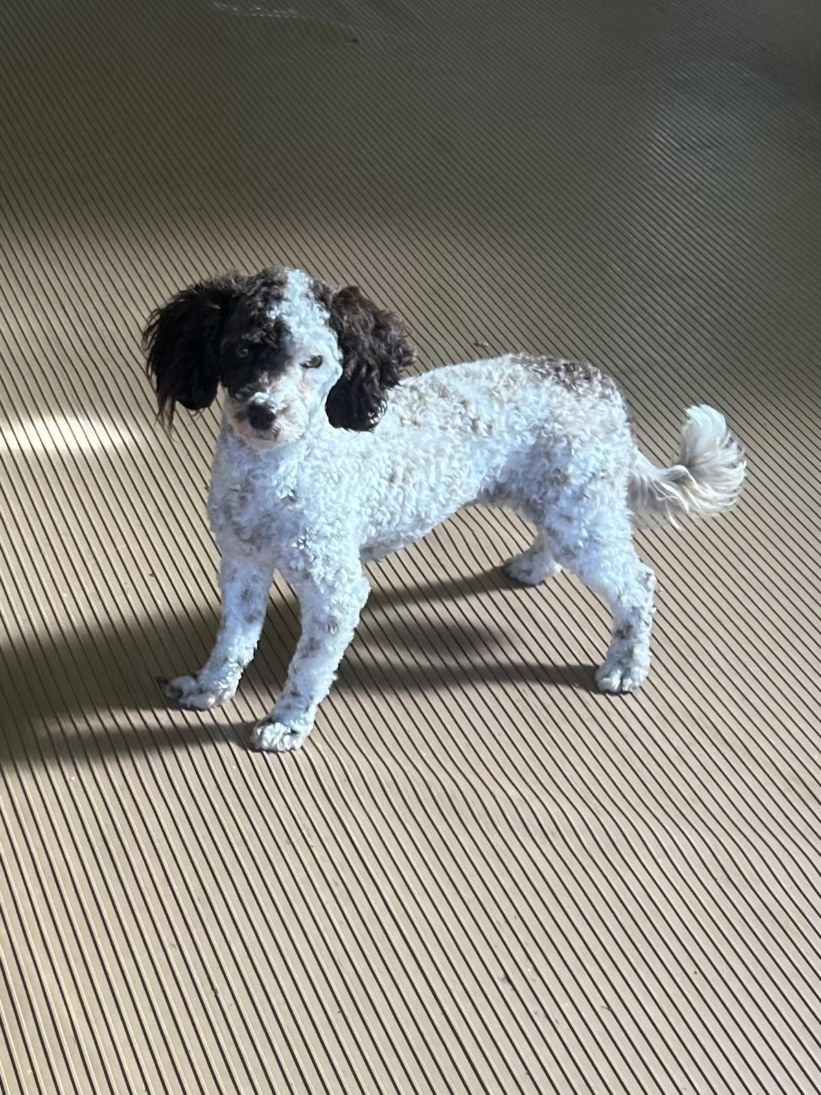 Enlarge MARGOT, a Adoptable Poodle in Elyria, OH image 2/5