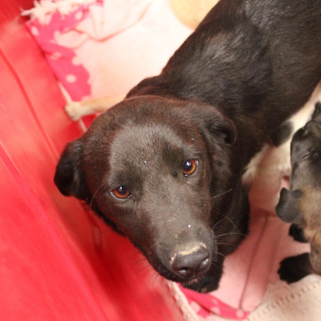 Zoe, a Adoptable mixed breed in Hattiesburg, MS image 1/4