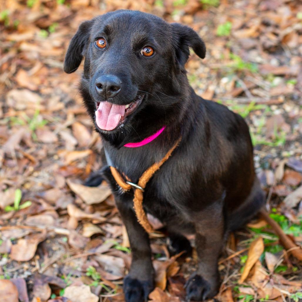 Zoe, a Adoptable mixed breed in Hattiesburg, MS image 2/4