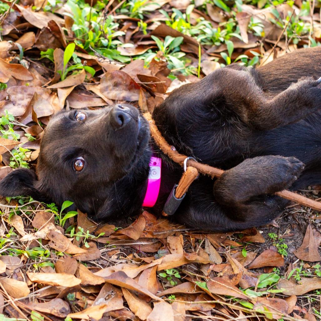 Zoe, a Adoptable mixed breed in Hattiesburg, MS image 3/4