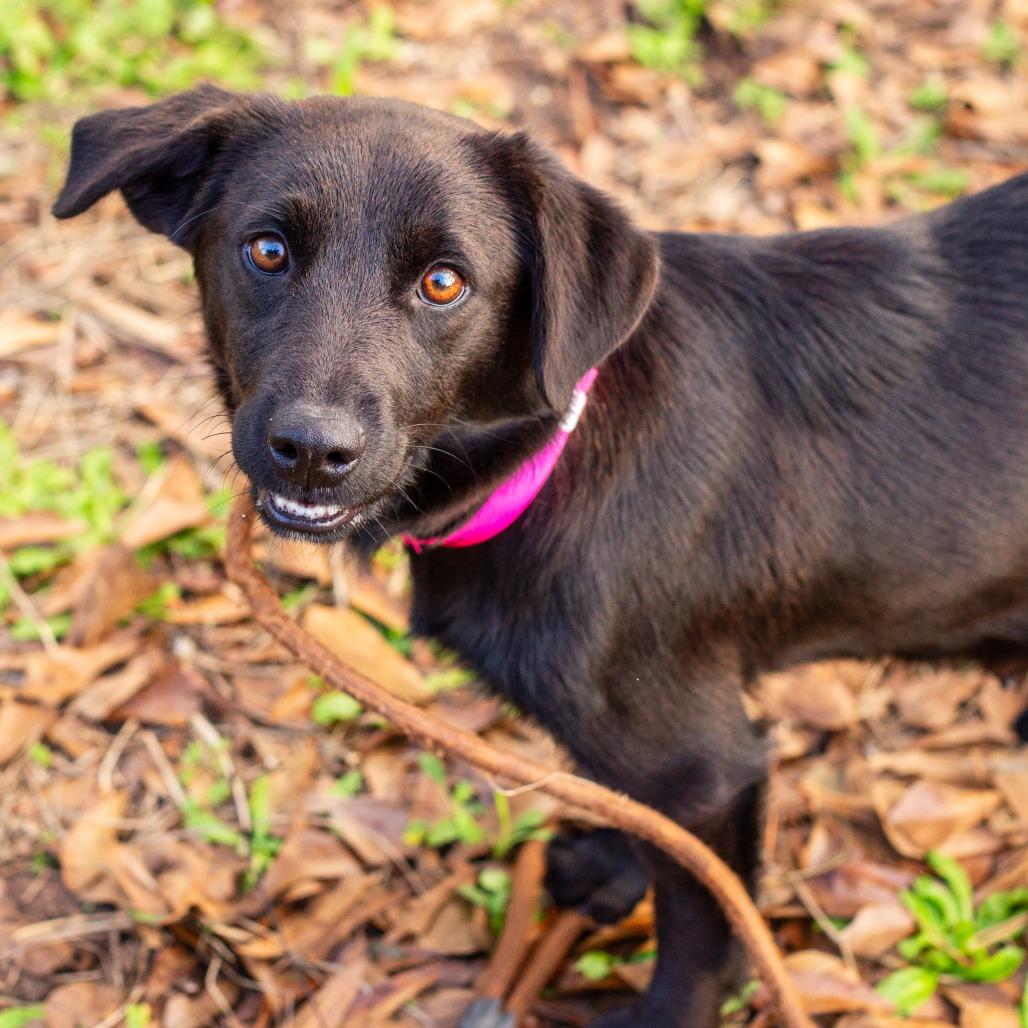 Zoe, a Adoptable mixed breed in Hattiesburg, MS image 4/4