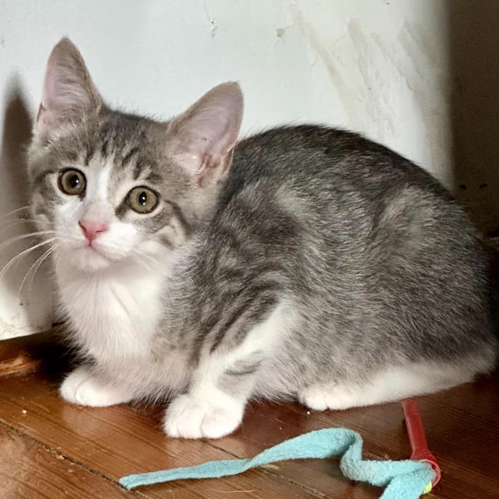 Spicy Meatball, Adoptable, Kitten Male Domestic Short Hair.