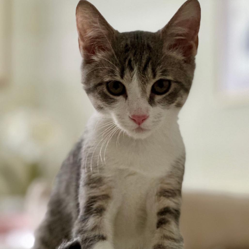 Spicy Meatball, a Adoptable Domestic Short Hair in Richmond, VA image 2/6